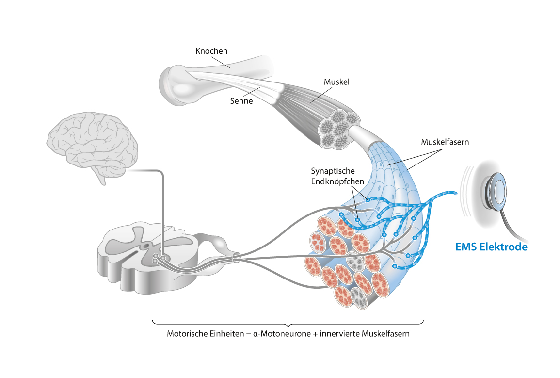 Erklärung Wirkweise EMS Training