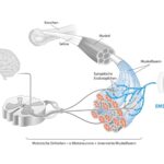 Muskelkontraktion_Wirkweise EMS Training