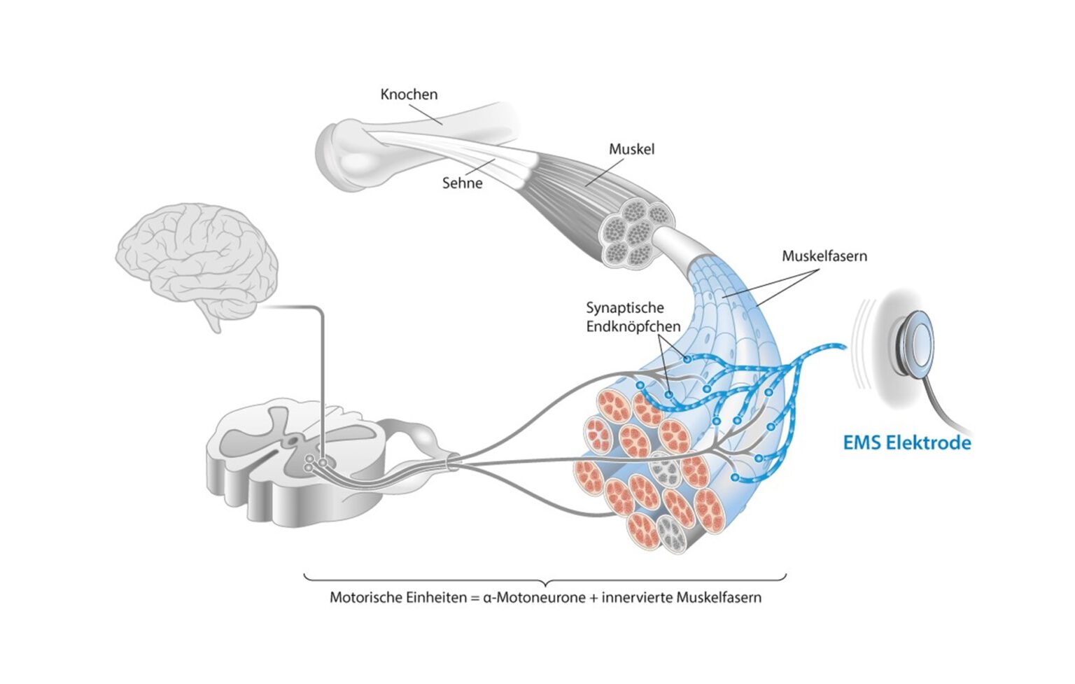 Muskelkontraktion_Wirkweise EMS Training