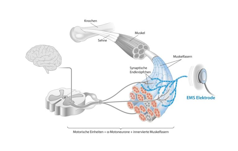 Muskelkontraktion_Wirkweise EMS Training